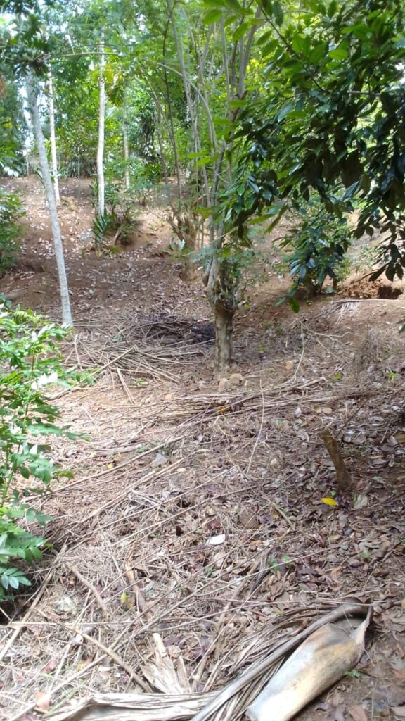 Land Sale In Sale In Kandy