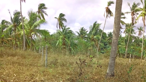 Land Sale In Bingiriya