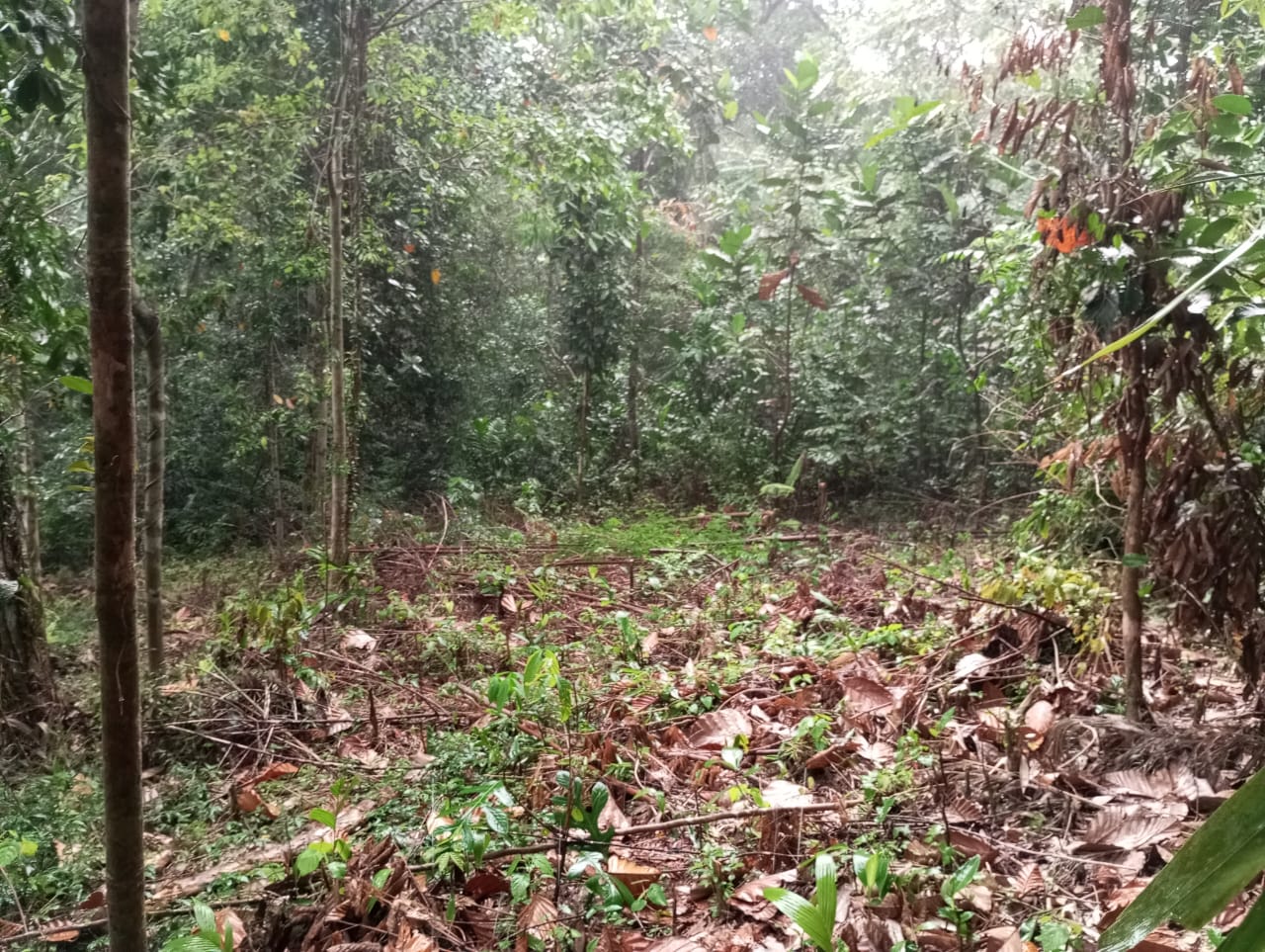 Land Sale In Padukka