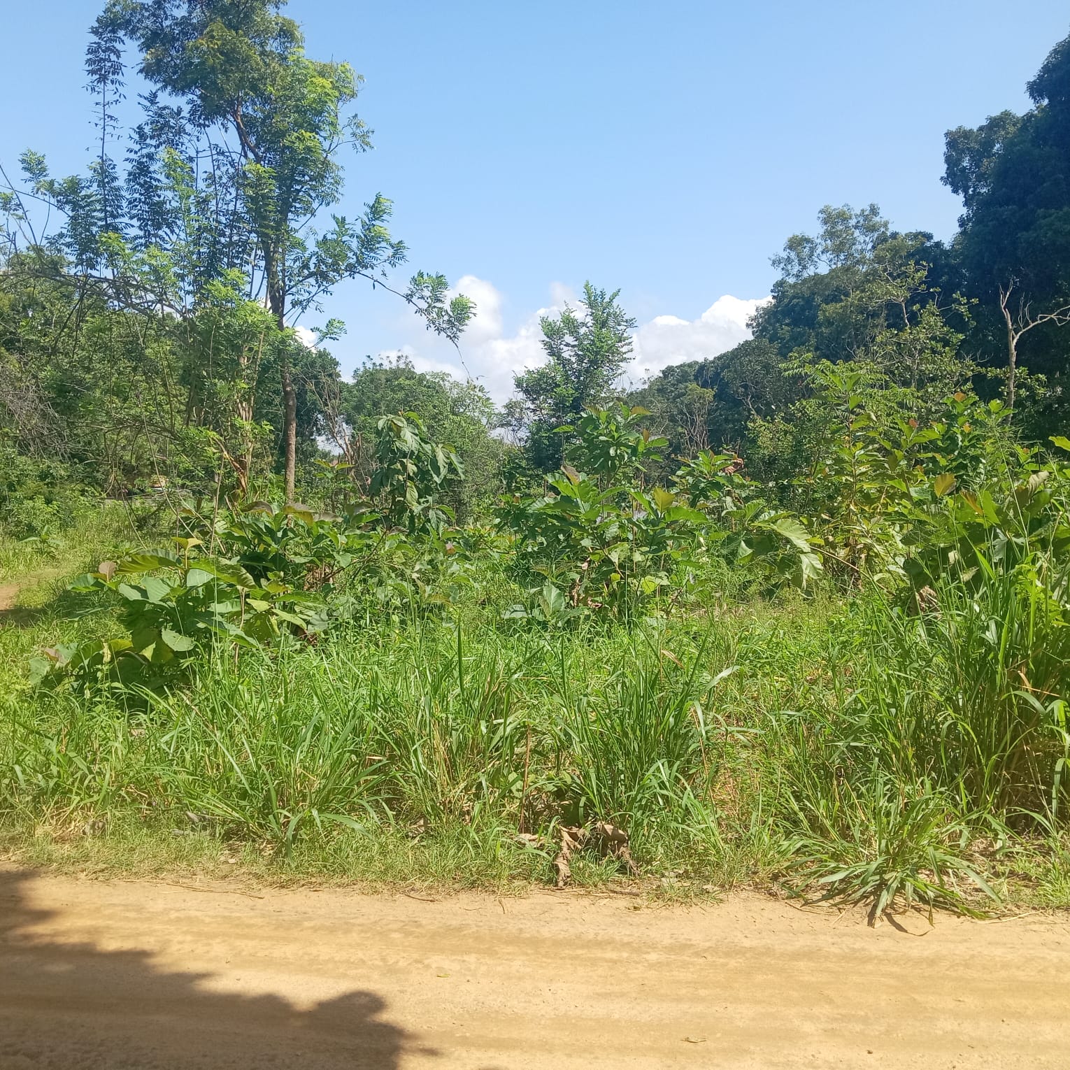 Land Sale in Sigiriya