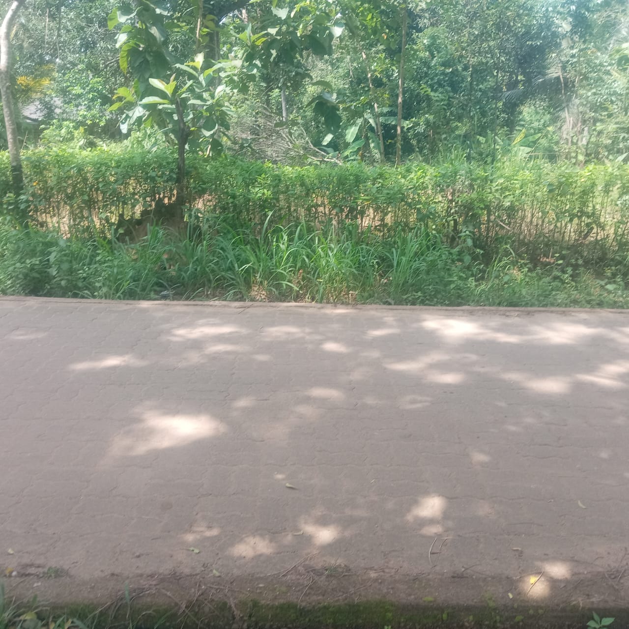 Land Sale in Sigiriya